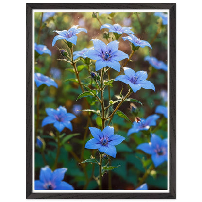 Affiche illustrée Champ de bourrache bleue Encadrée — poster rétro, impression beaux-arts 250g