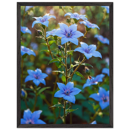 Affiche Champ de Bourrache Bleue encadrée, cadre bois (vue 2)