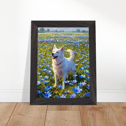 Affiche Berger blanc suisse Encadrée, cadre noir 15x20 cm