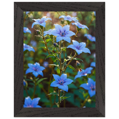 Affiche Champ de bourrache bleue Encadrée, cadre noir 15x20 cm
