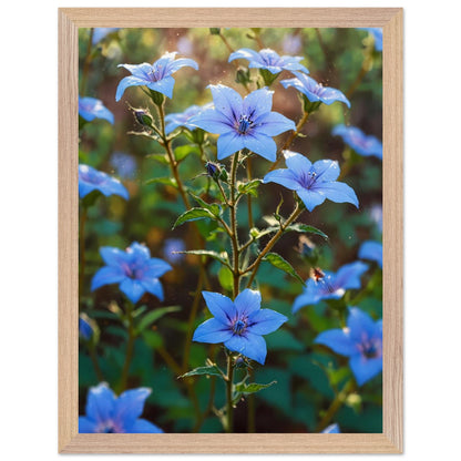 Affiche Champ de bourrache bleue Encadrée, cadre bois 30x40 cm
