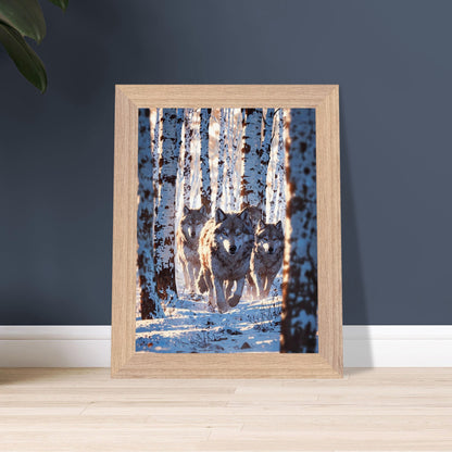 Affiche Meute de loups Encadrée, cadre bois 15x20 cm
