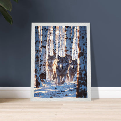 Affiche Meute de loups Encadrée, cadre blanc 30x40 cm