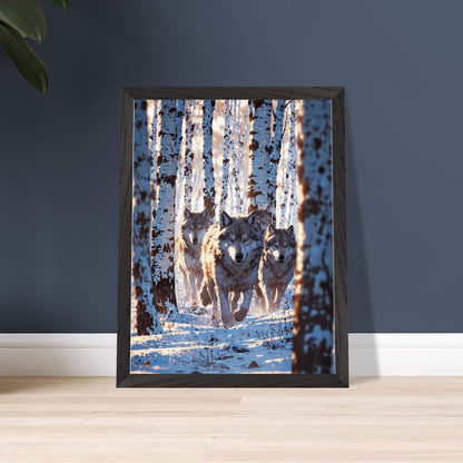 Affiche Meute de loups Encadrée, cadre noir 30x40 cm