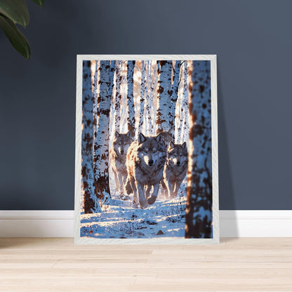 Affiche Meute de loups Encadrée, cadre blanc 45x60 cm