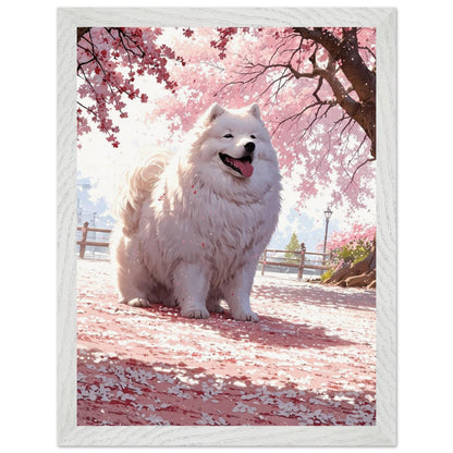 Affiche Samoyède blanc Encadrée, cadre blanc 30x40 cm